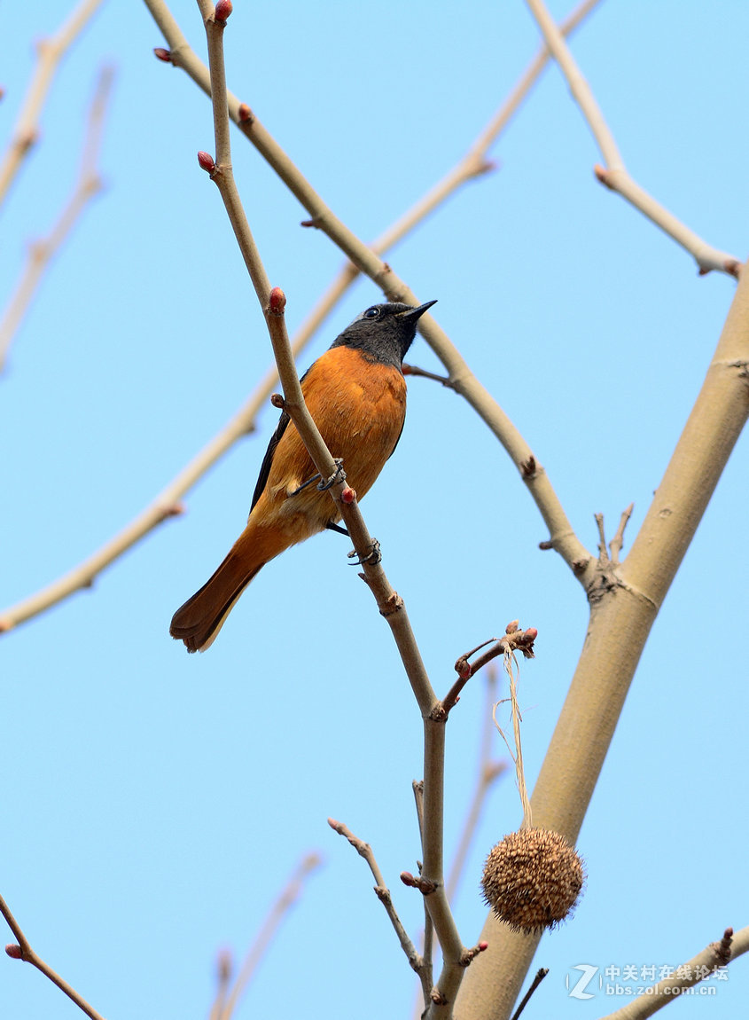 #尼康鸟类作品赏析#【几只小鸟（打鸟中，右脚负伤了）】 （老阿推荐）