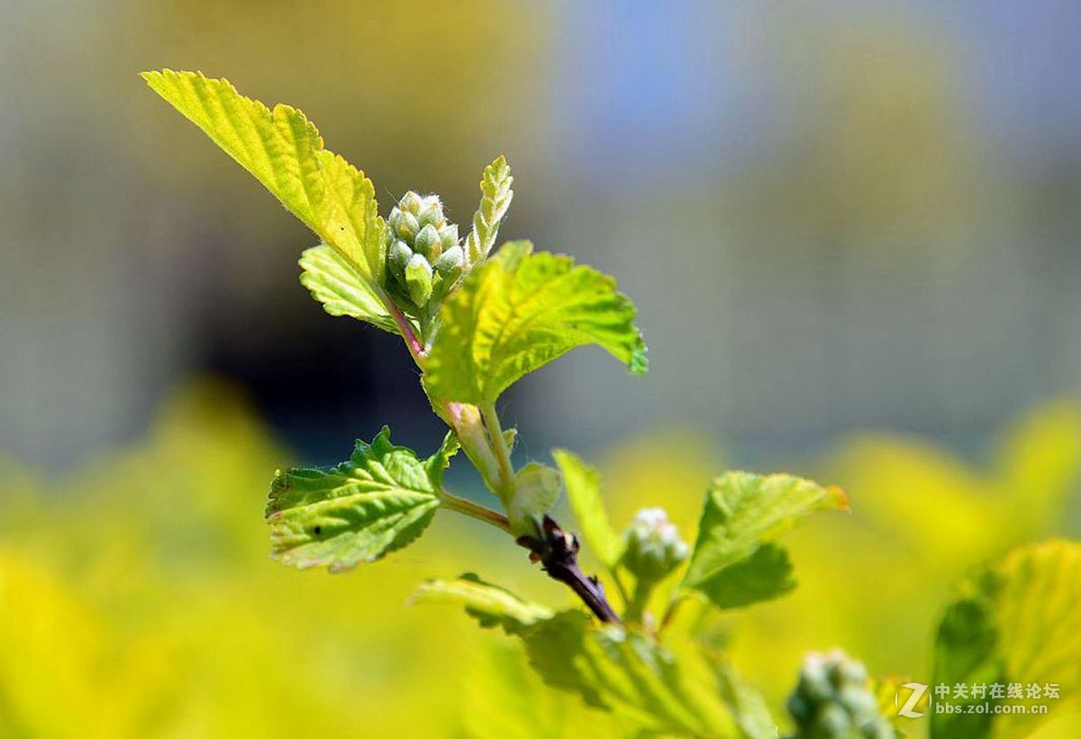一组综合小品祝贺7200板块正式开坛，同贺清风光影荣任版主