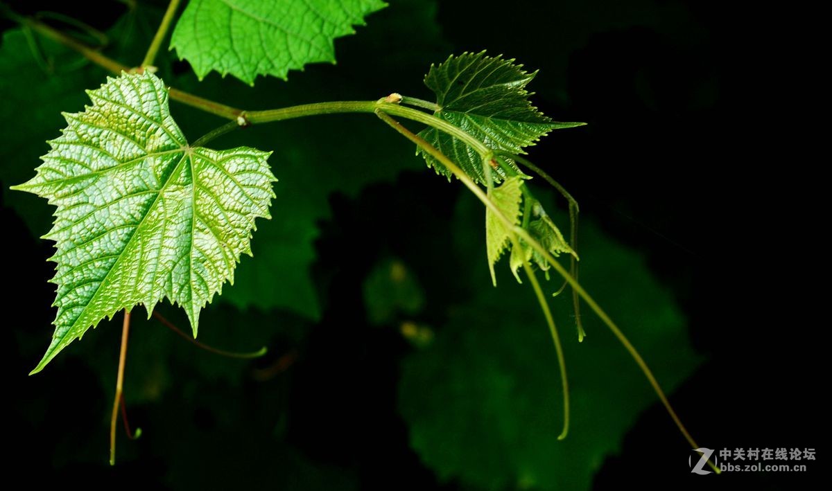 一组综合小品祝贺7200板块正式开坛，同贺清风光影荣任版主