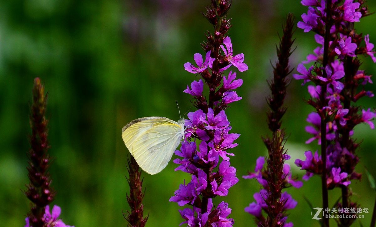 一组综合小品祝贺7200板块正式开坛，同贺清风光影荣任版主