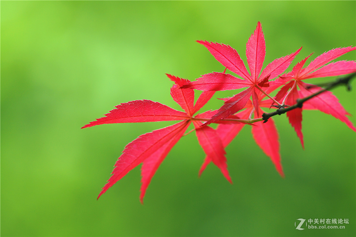 春之枫叶嫩红