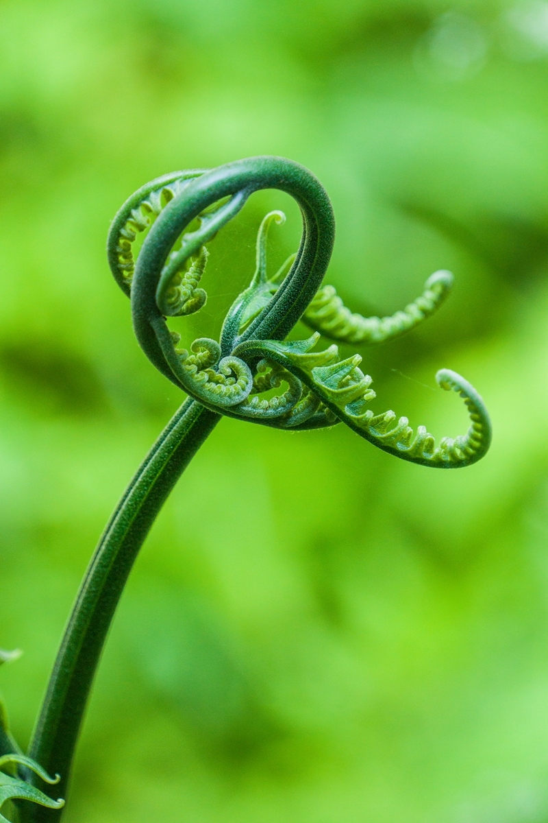 婀娜多姿的蕨菜