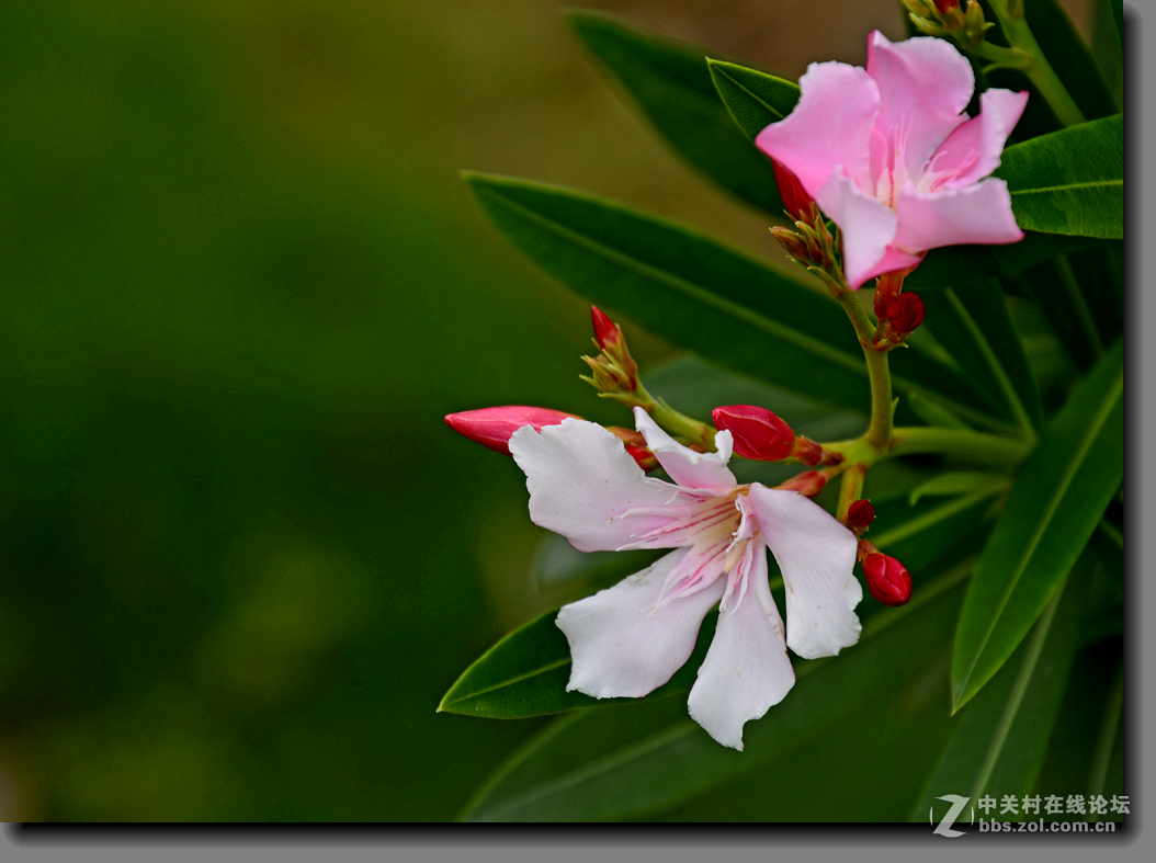 一组宫粉夹竹桃