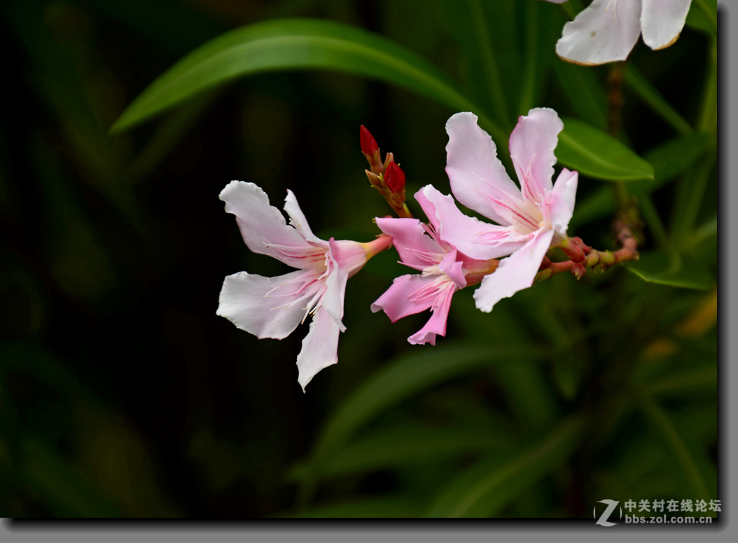 一组宫粉夹竹桃