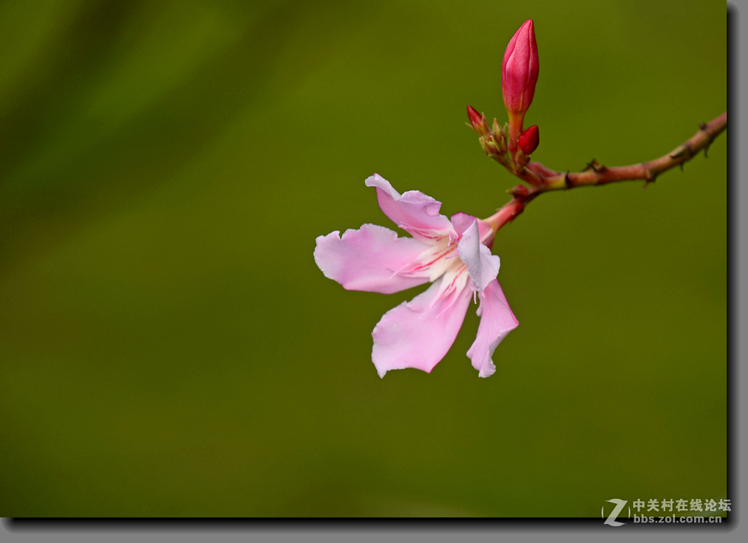 一组宫粉夹竹桃