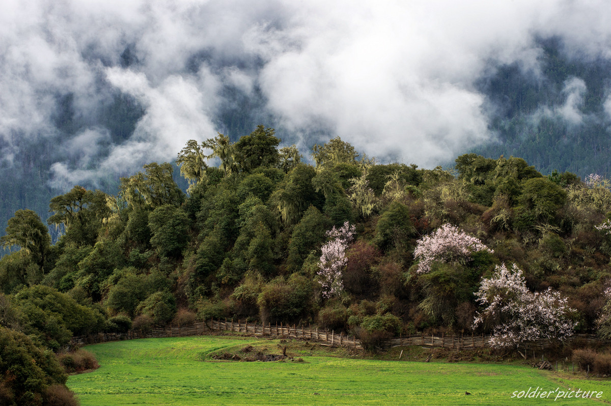 #我镜头下最美的花儿#——林芝桃花