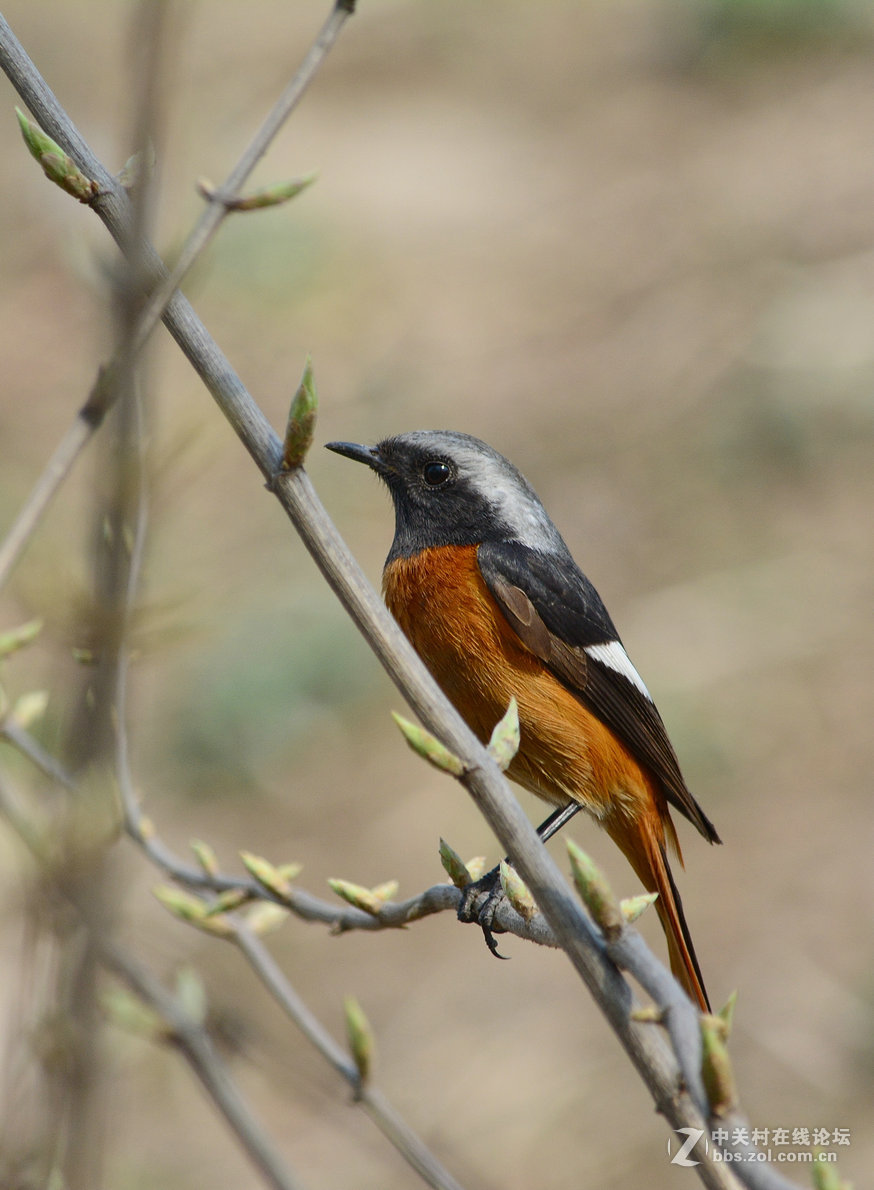 #尼康鸟类作品赏析#【几只小鸟（打鸟中，右脚负伤了）】 （老阿推荐）