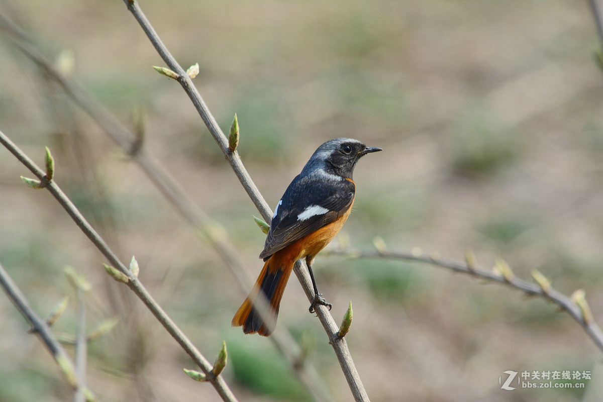 #尼康鸟类作品赏析#【几只小鸟（打鸟中，右脚负伤了）】 （老阿推荐）