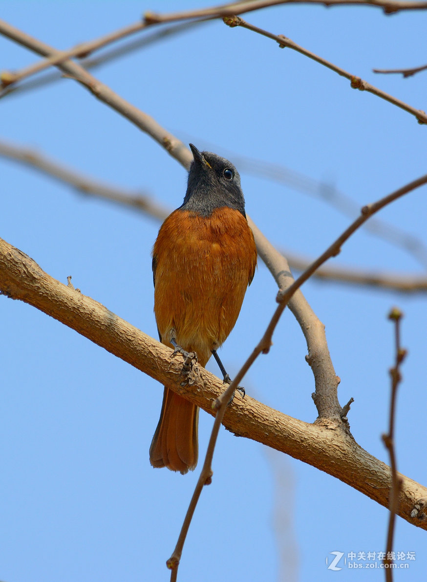 #尼康鸟类作品赏析#【几只小鸟（打鸟中，右脚负伤了）】 （老阿推荐）