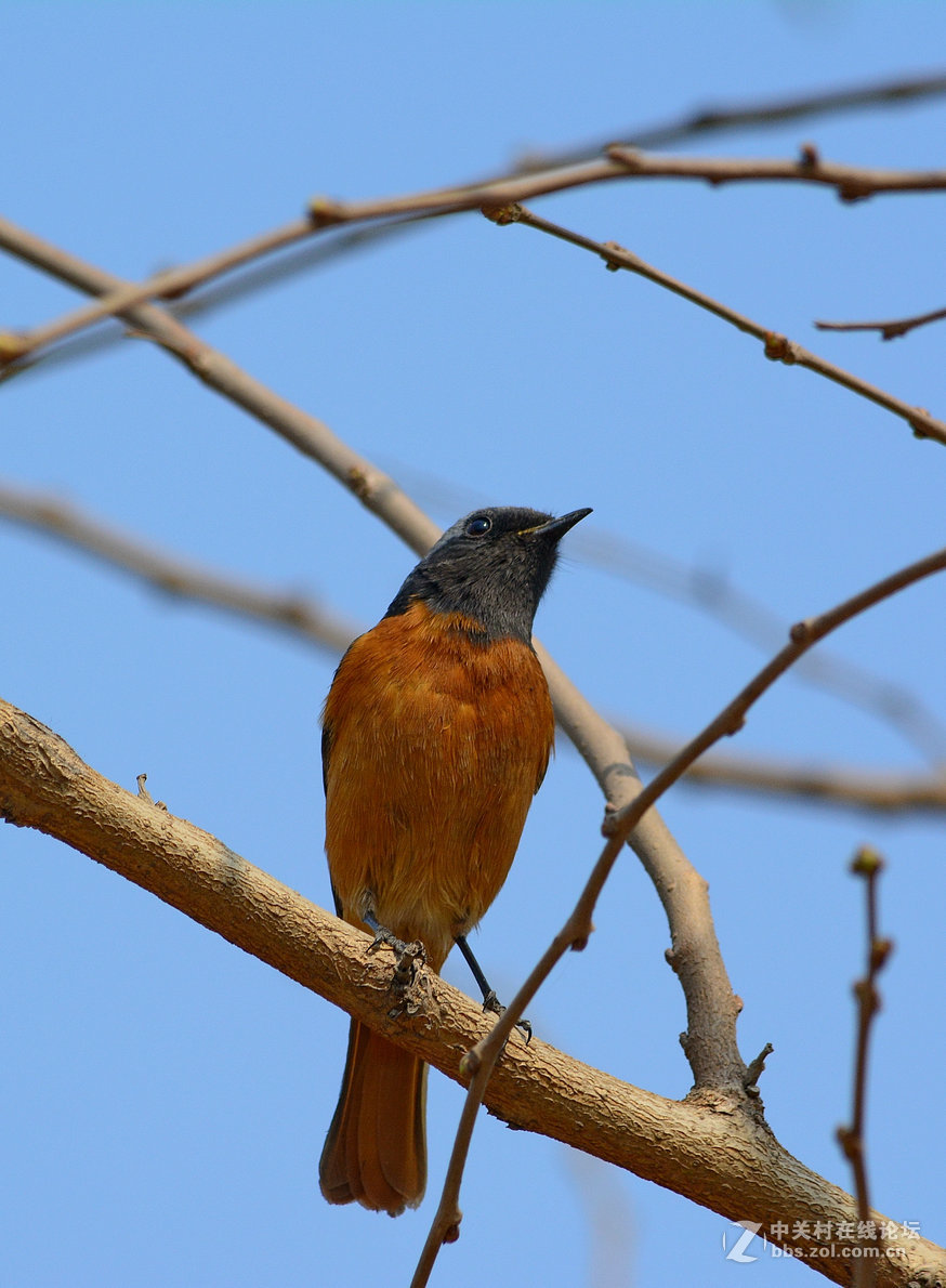 #尼康鸟类作品赏析#【几只小鸟（打鸟中，右脚负伤了）】 （老阿推荐）