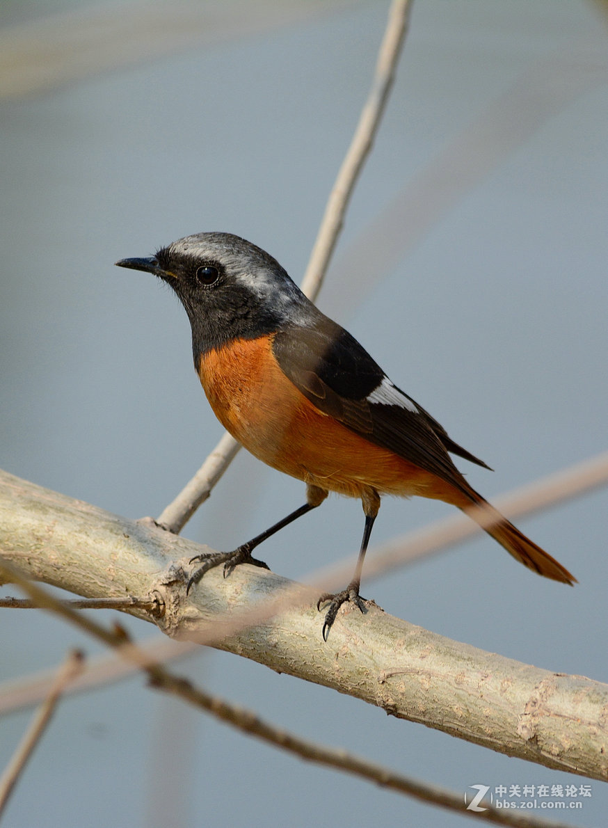 #尼康鸟类作品赏析#【几只小鸟（打鸟中，右脚负伤了）】 （老阿推荐）