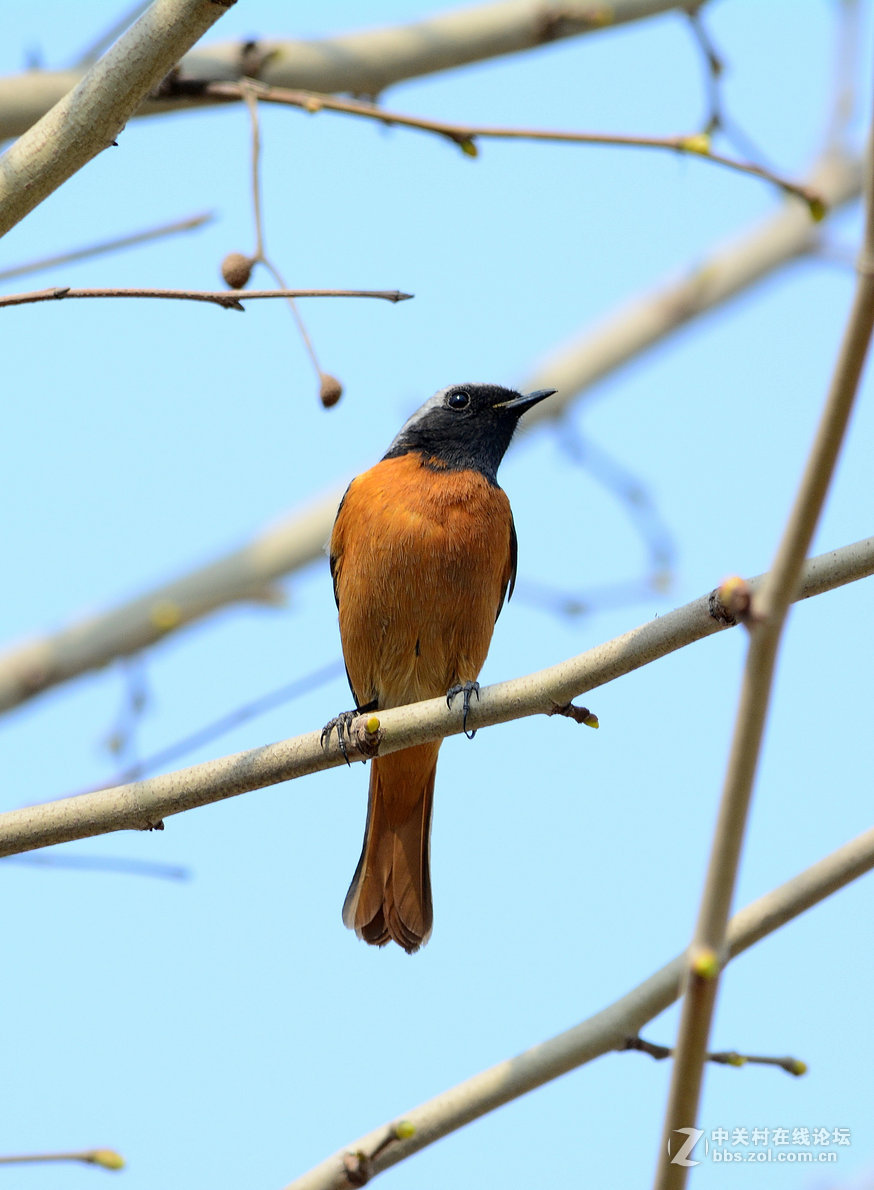 #尼康鸟类作品赏析#【几只小鸟（打鸟中，右脚负伤了）】 （老阿推荐）