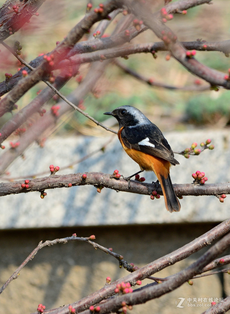 #尼康鸟类作品赏析#【几只小鸟（打鸟中，右脚负伤了）】 （老阿推荐）