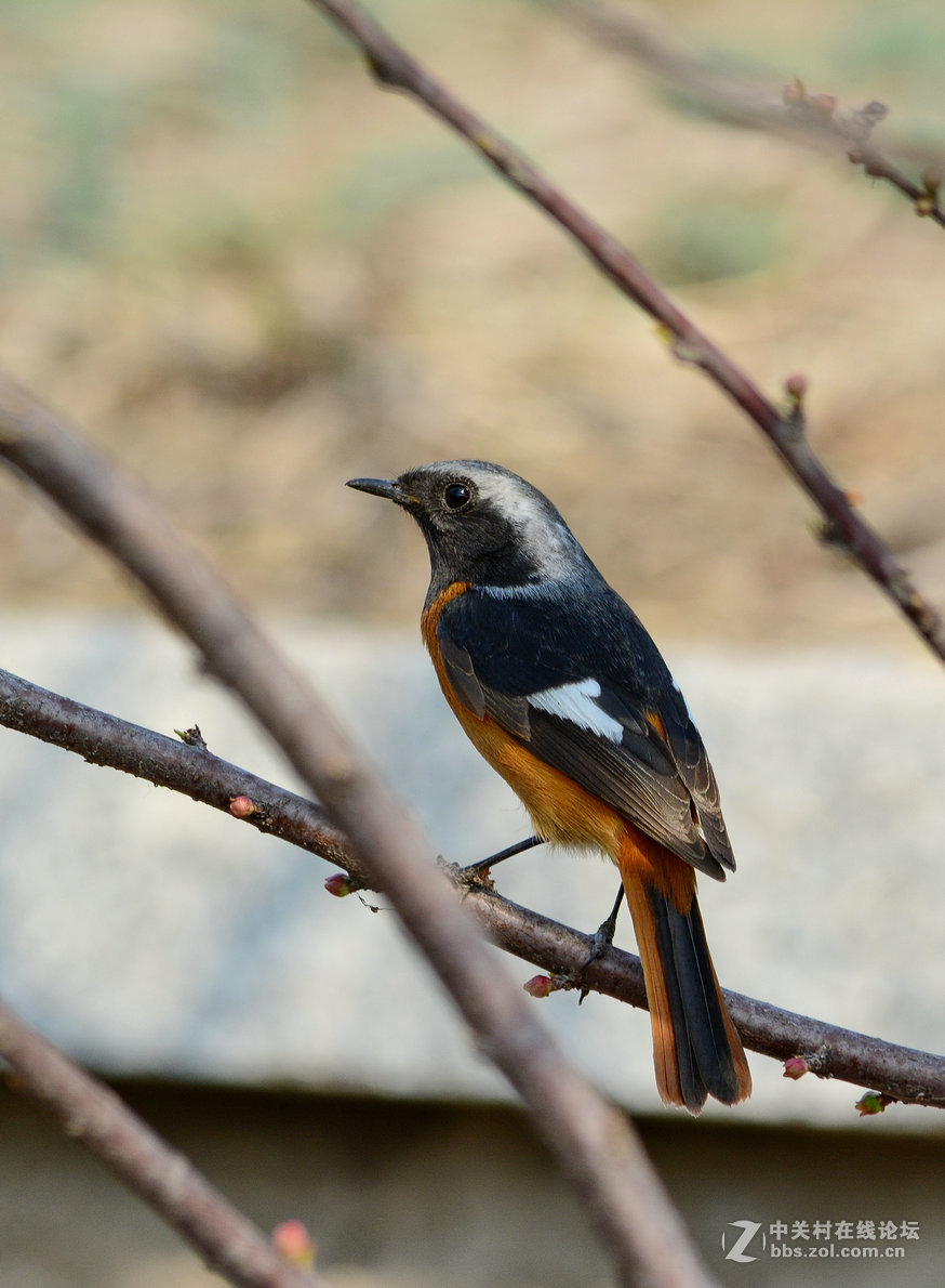 #尼康鸟类作品赏析#【几只小鸟（打鸟中，右脚负伤了）】 （老阿推荐）