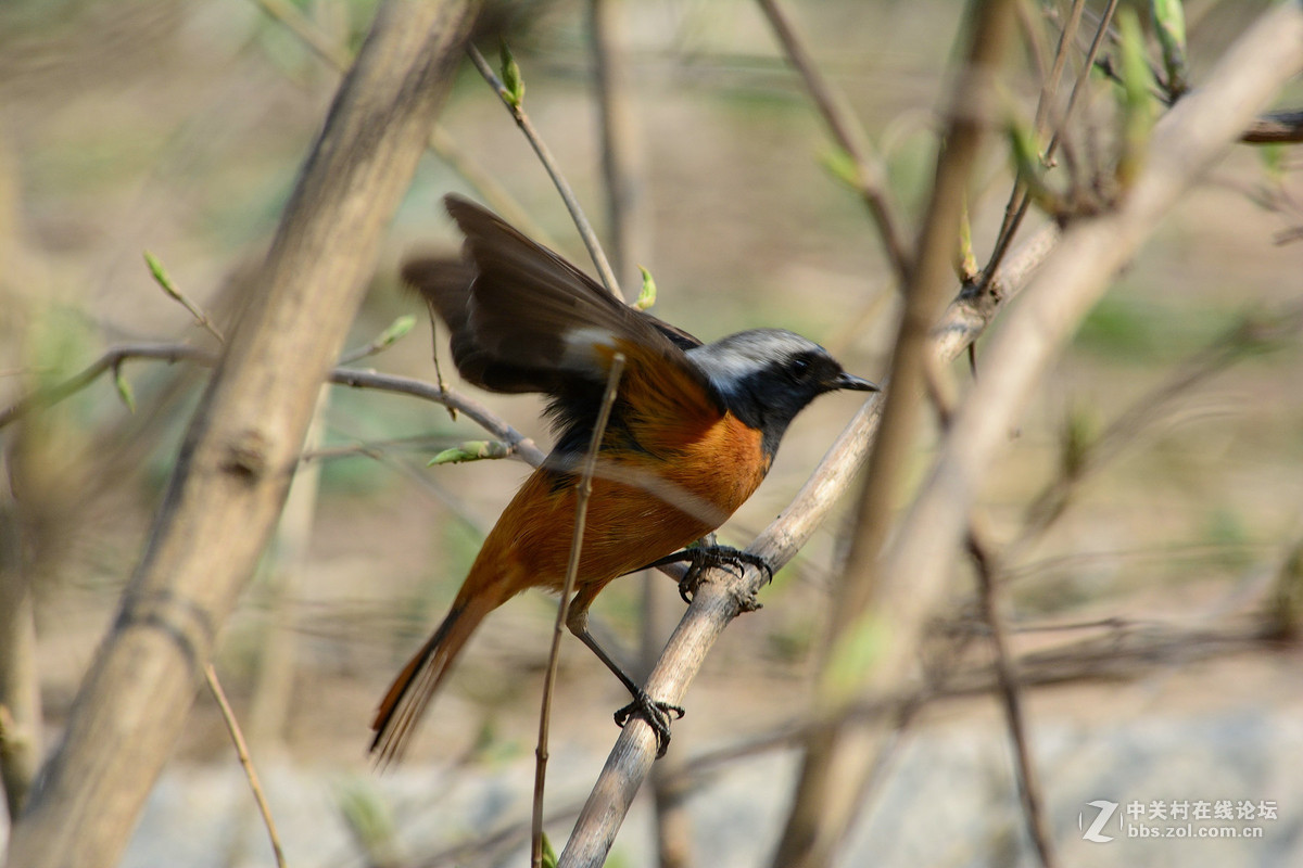 #尼康鸟类作品赏析#【几只小鸟（打鸟中，右脚负伤了）】 （老阿推荐）
