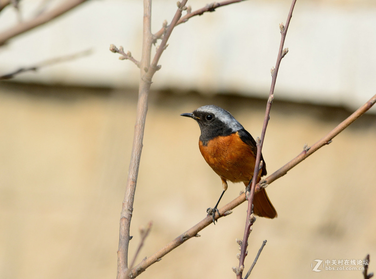 #尼康鸟类作品赏析#【几只小鸟（打鸟中，右脚负伤了）】 （老阿推荐）