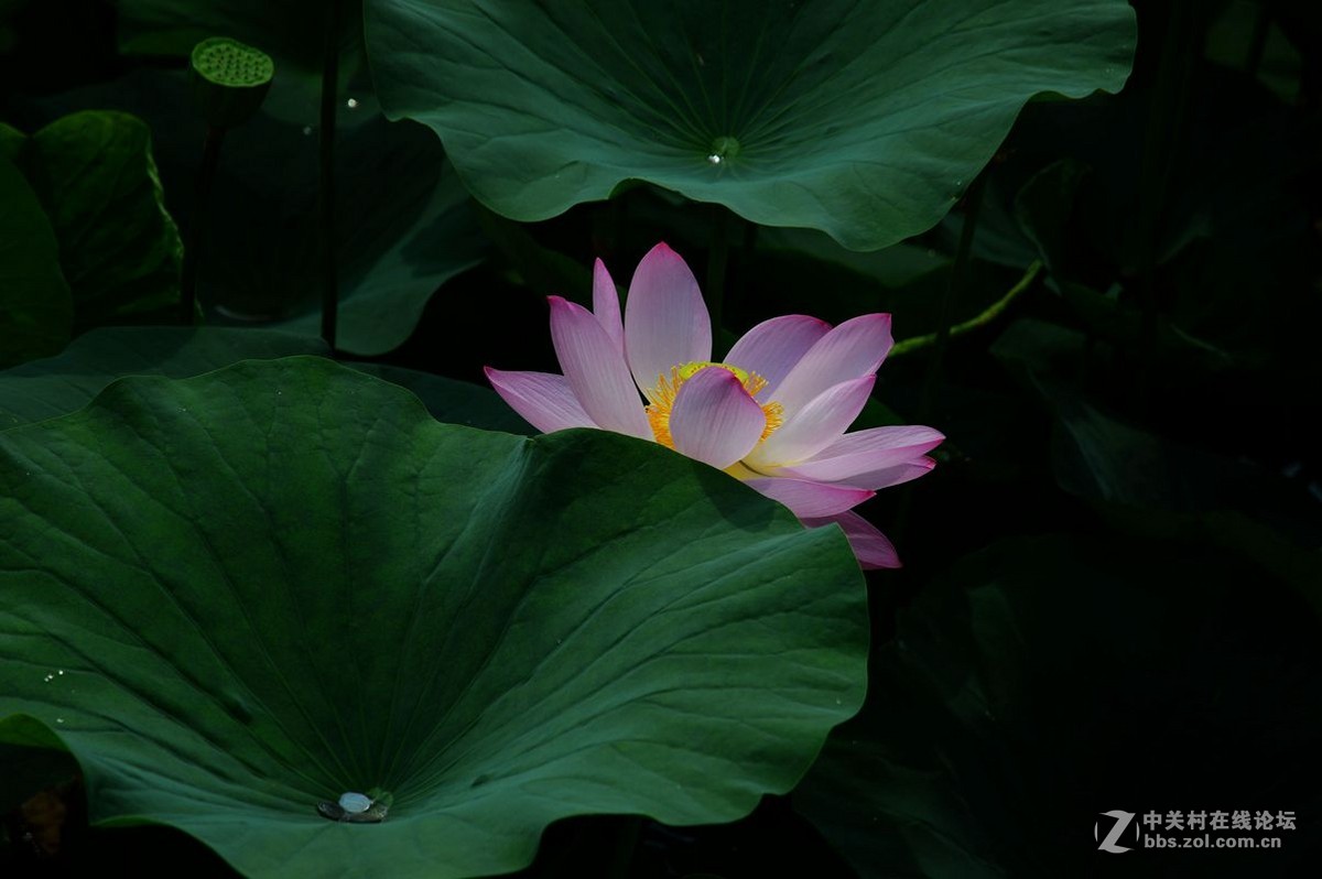 一组综合小品祝贺7200板块正式开坛，同贺清风光影荣任版主