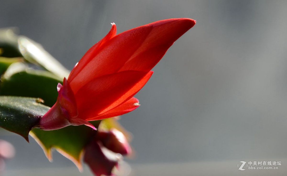 一组综合小品祝贺7200板块正式开坛，同贺清风光影荣任版主