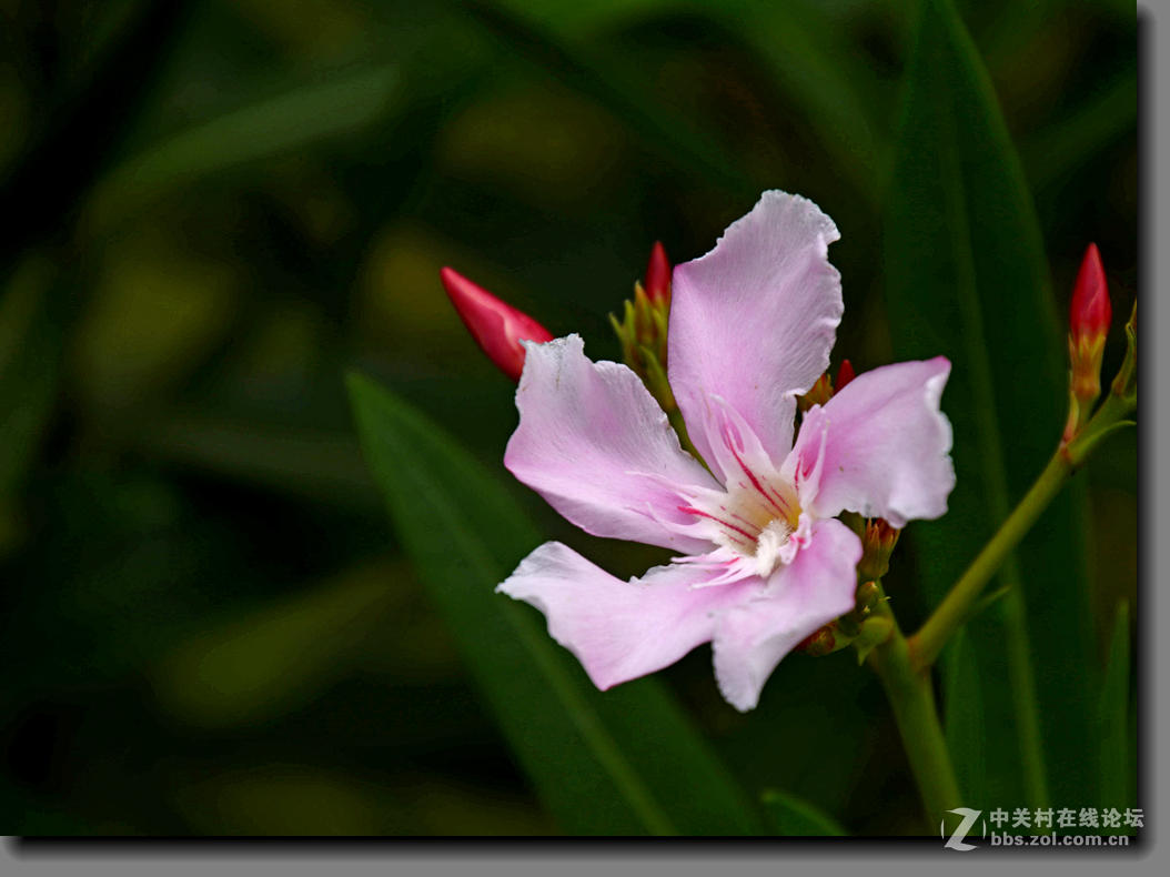 一组宫粉夹竹桃