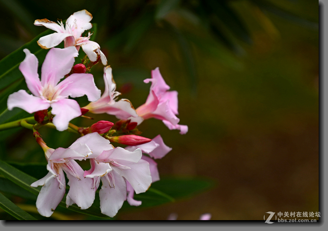 一组宫粉夹竹桃