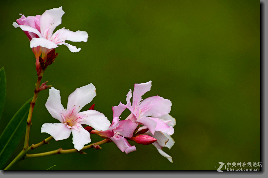 一组宫粉夹竹桃