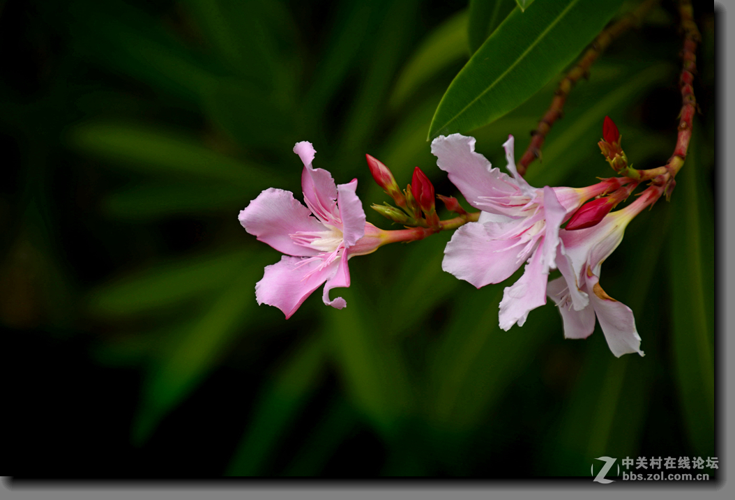 一组宫粉夹竹桃