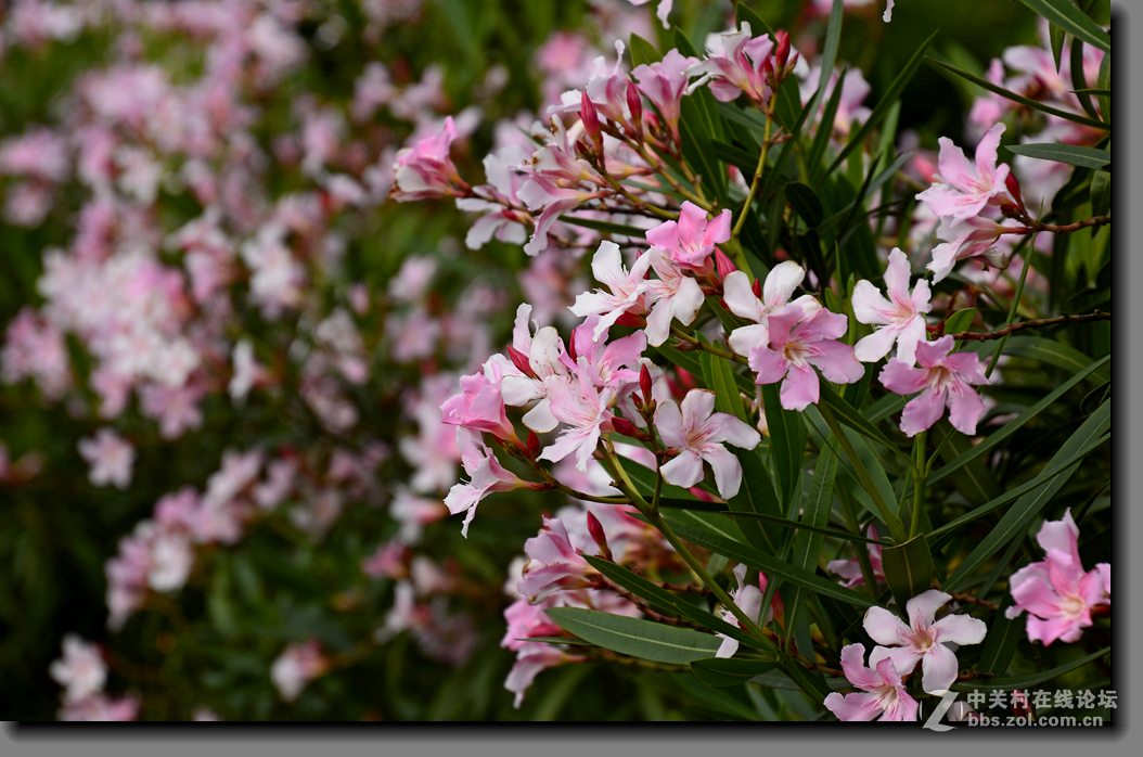一组宫粉夹竹桃