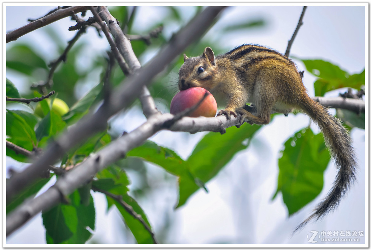 松鼠摘果