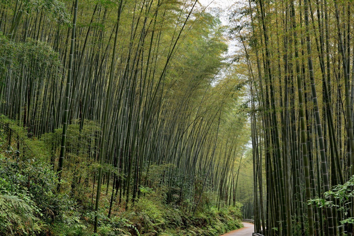 北川羌王竹海