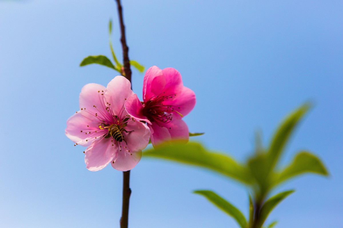 桃花