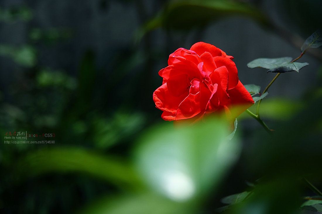 大红月季-中关村在线摄影论坛