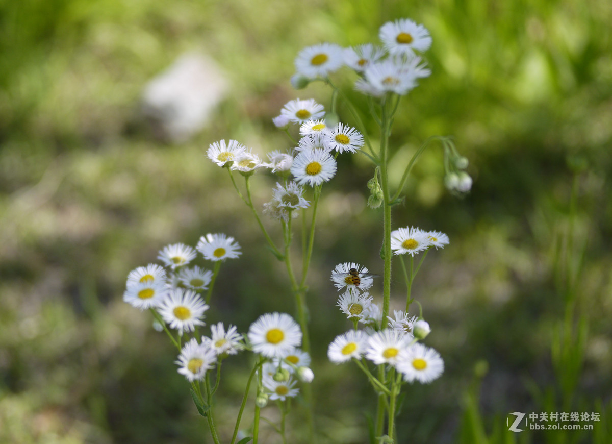 f1.7 35mm定焦镜头试拍