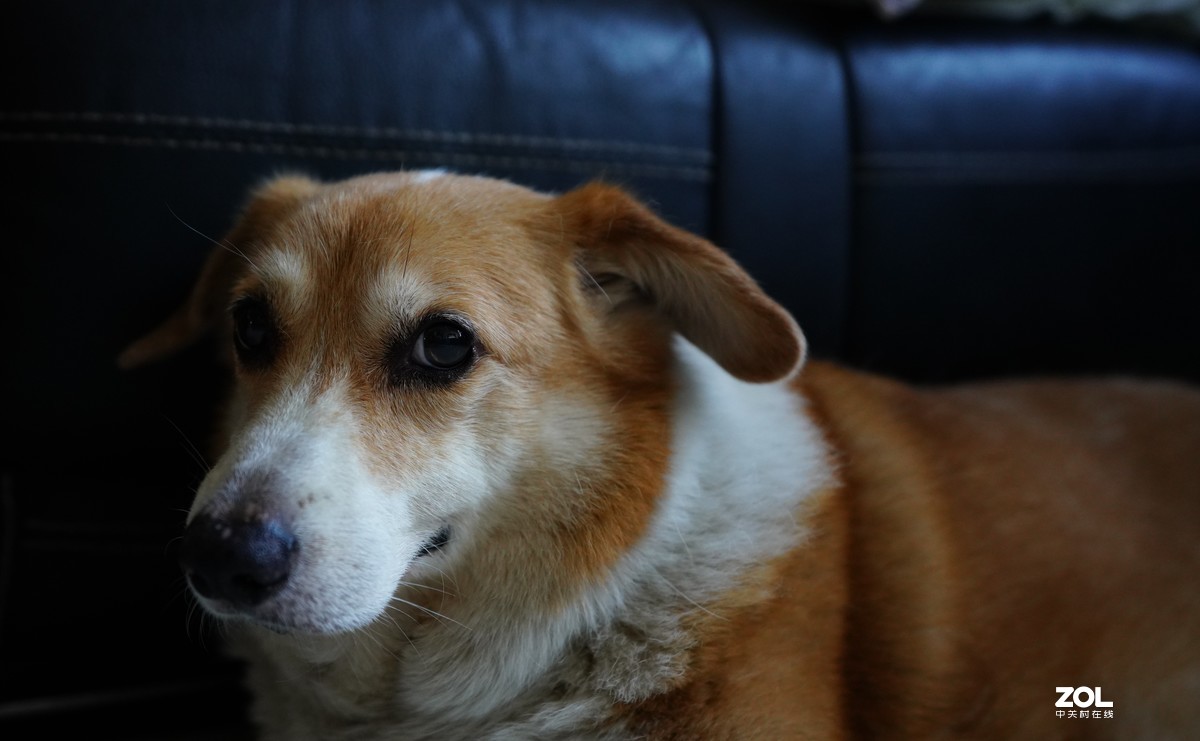 索尼A7M3升级后试拍动物眼部对焦模式