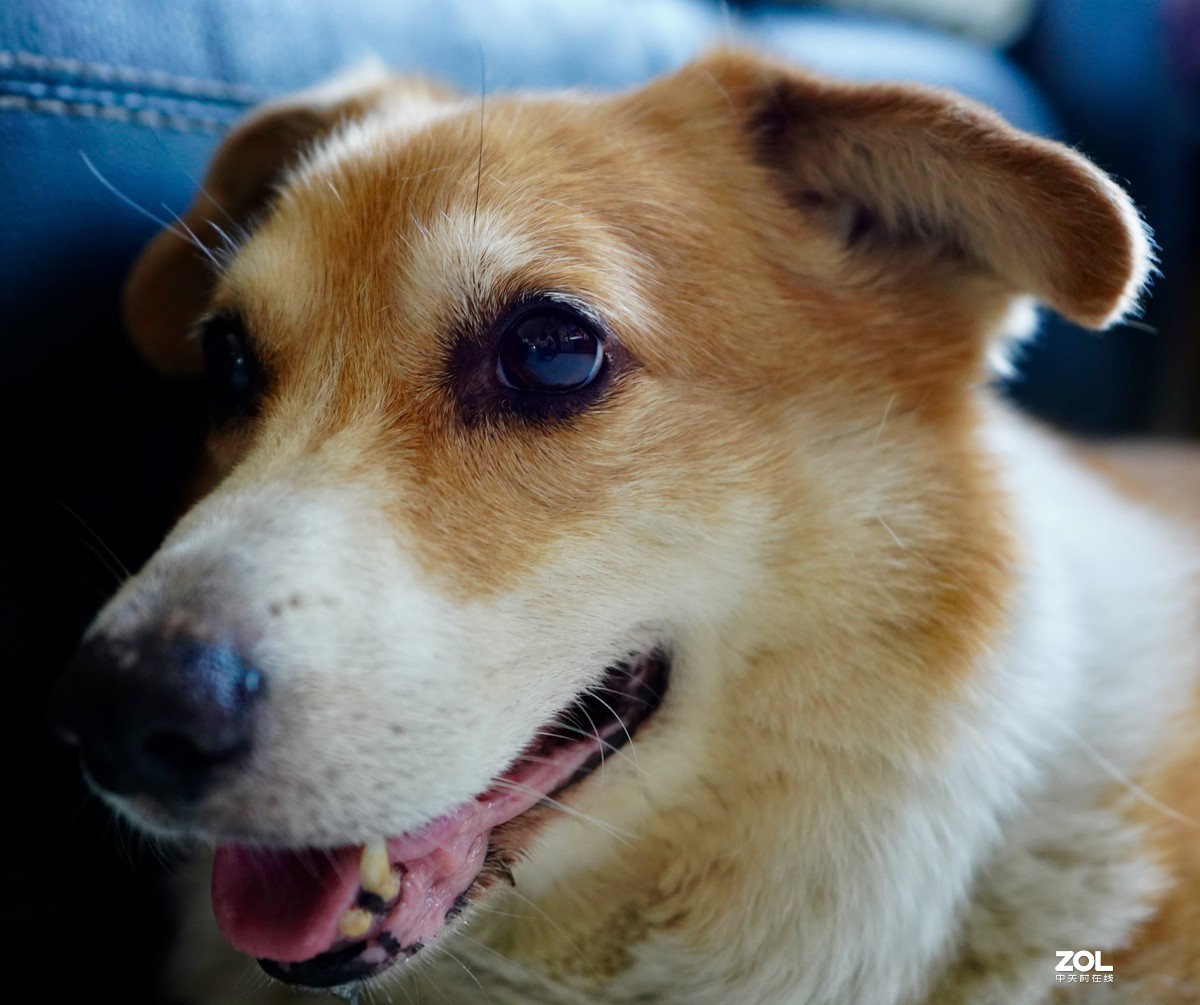 索尼A7M3升级后试拍动物眼部对焦模式