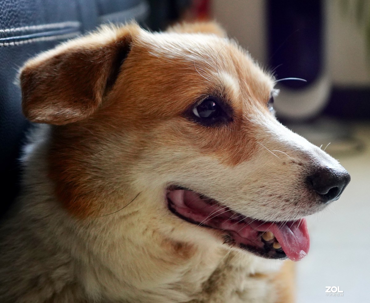 索尼A7M3升级后试拍动物眼部对焦模式