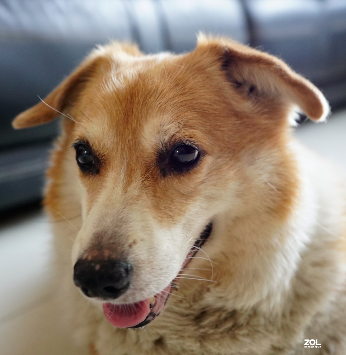 索尼A7M3升级后试拍动物眼部对焦模式