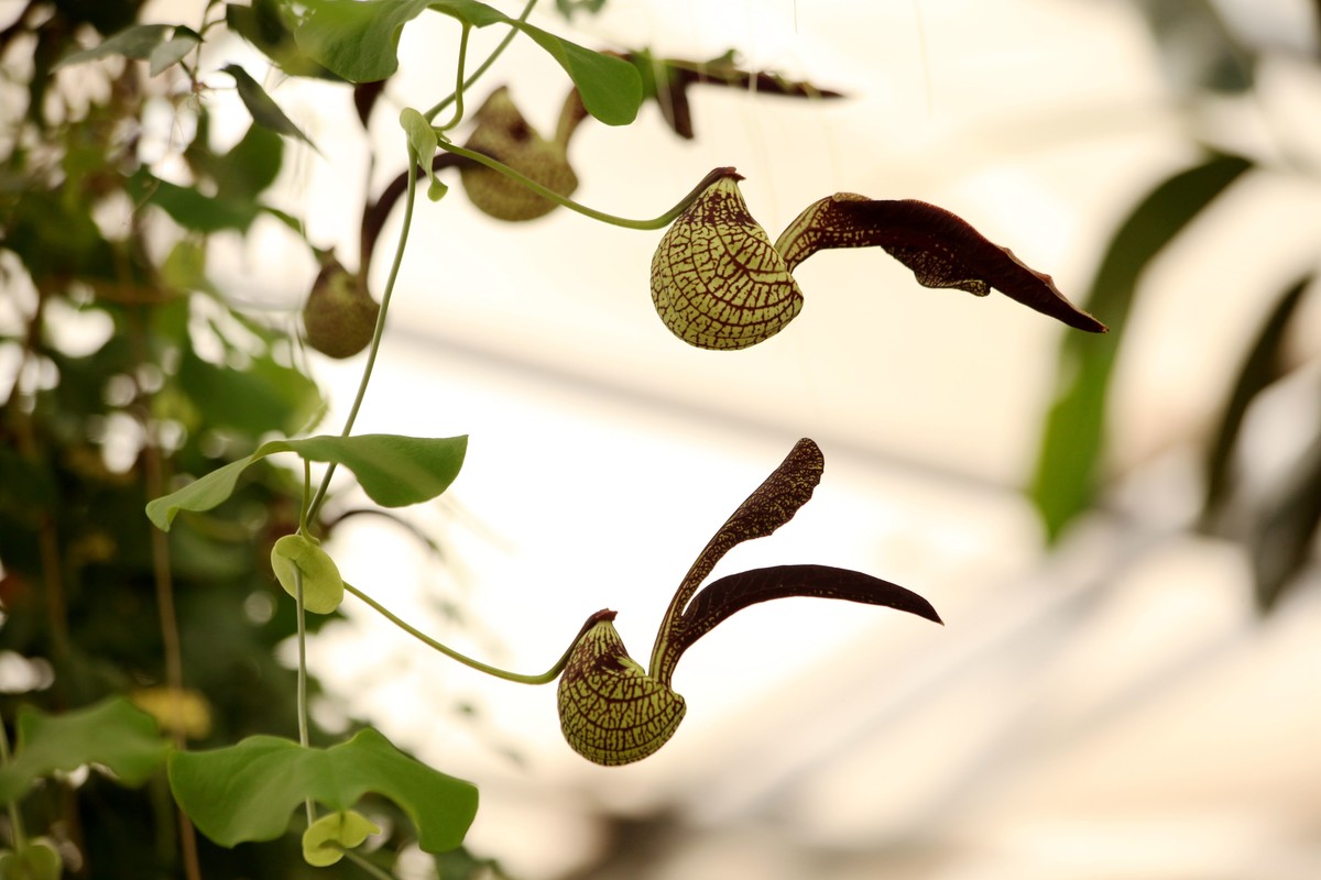 花卉中的奇花麻雀花