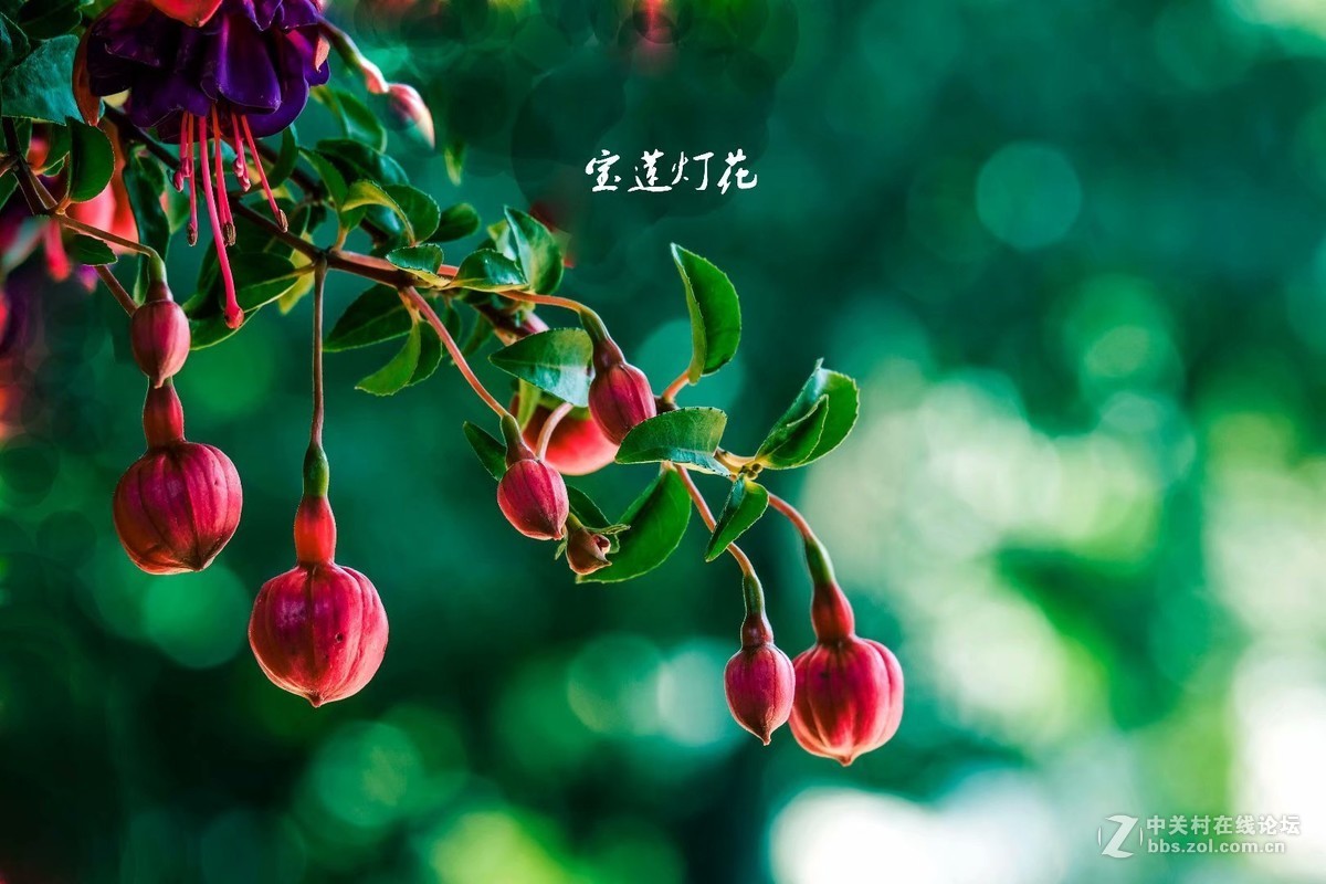 宝莲灯花