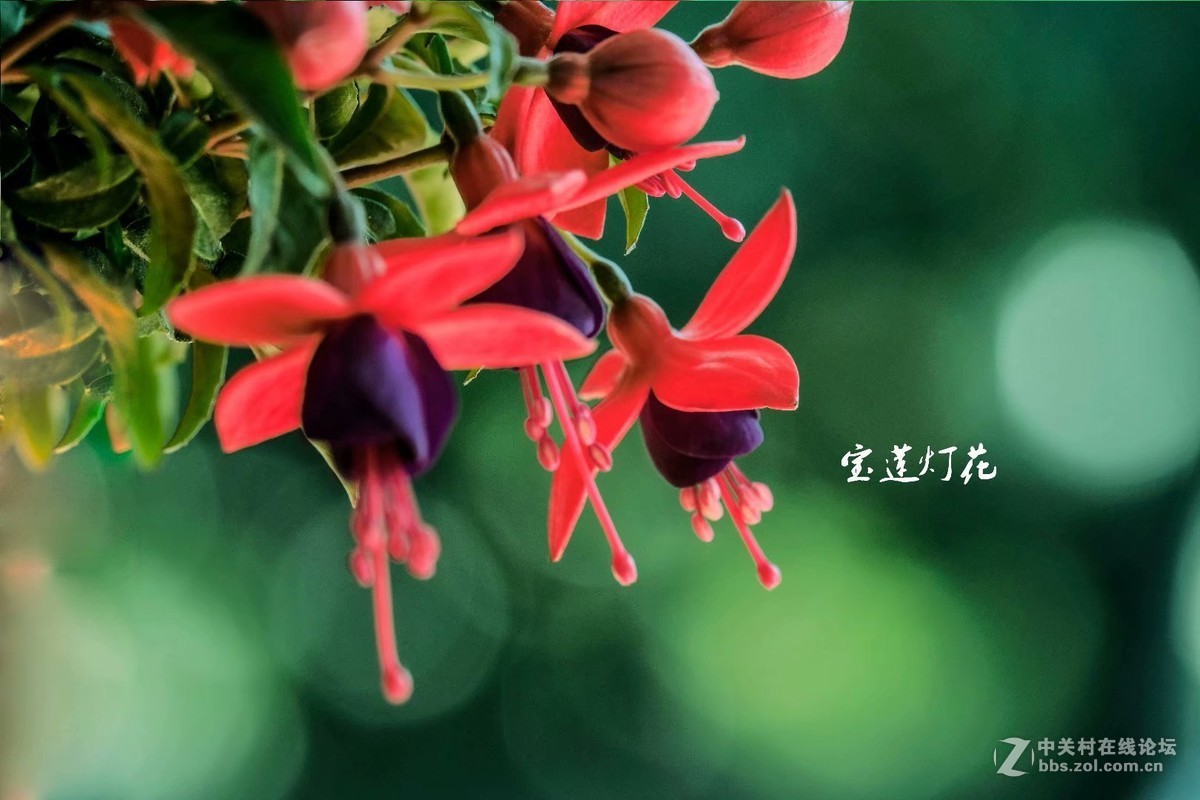 宝莲灯花