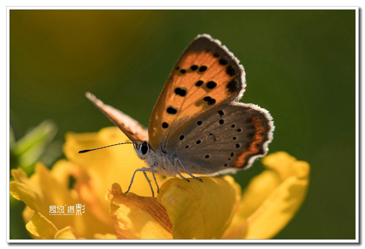 微距镜头下的蝴蝶世界