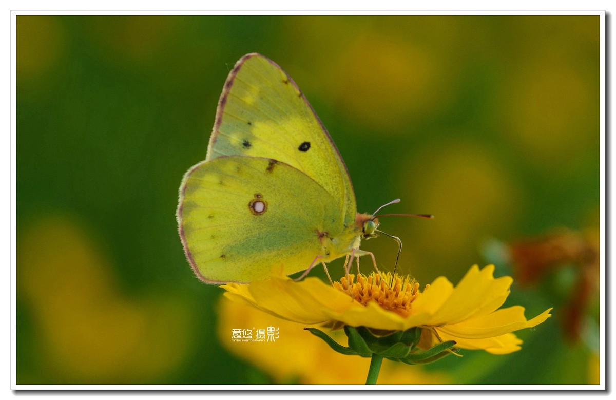 微距镜头下的蝴蝶世界