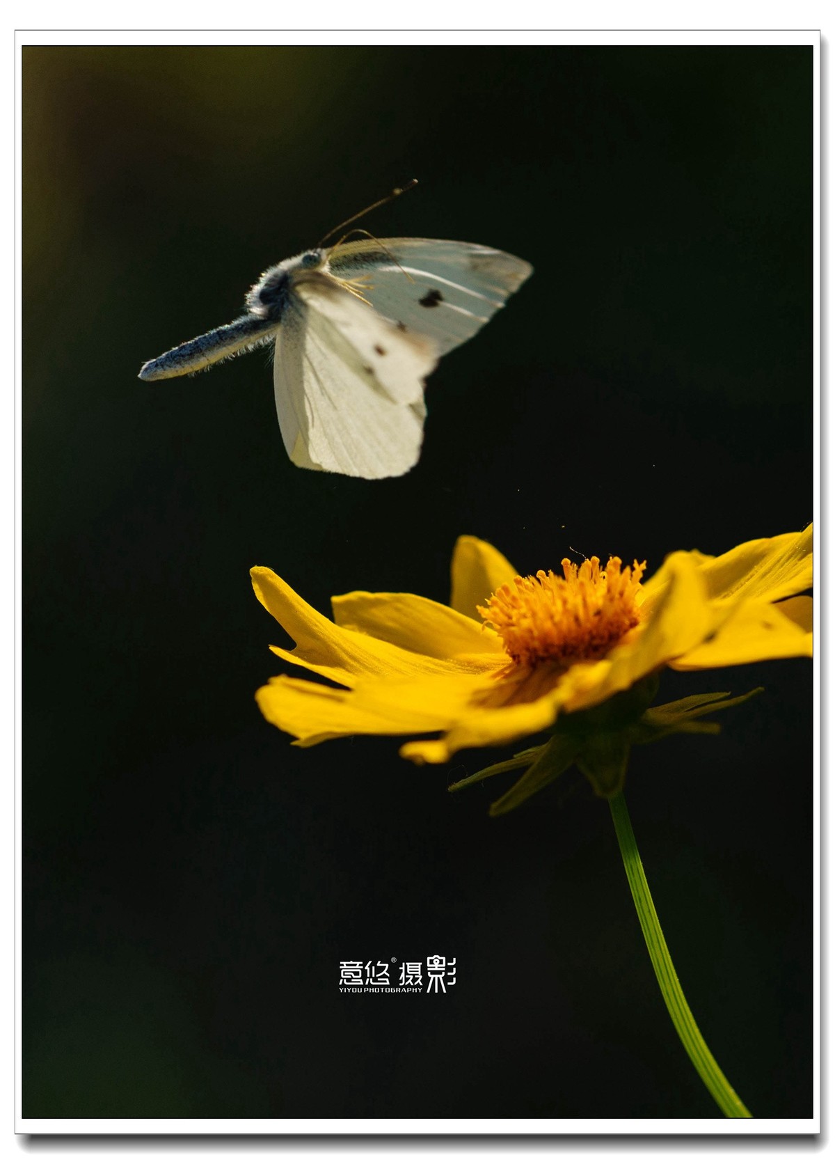微距镜头下的蝴蝶世界