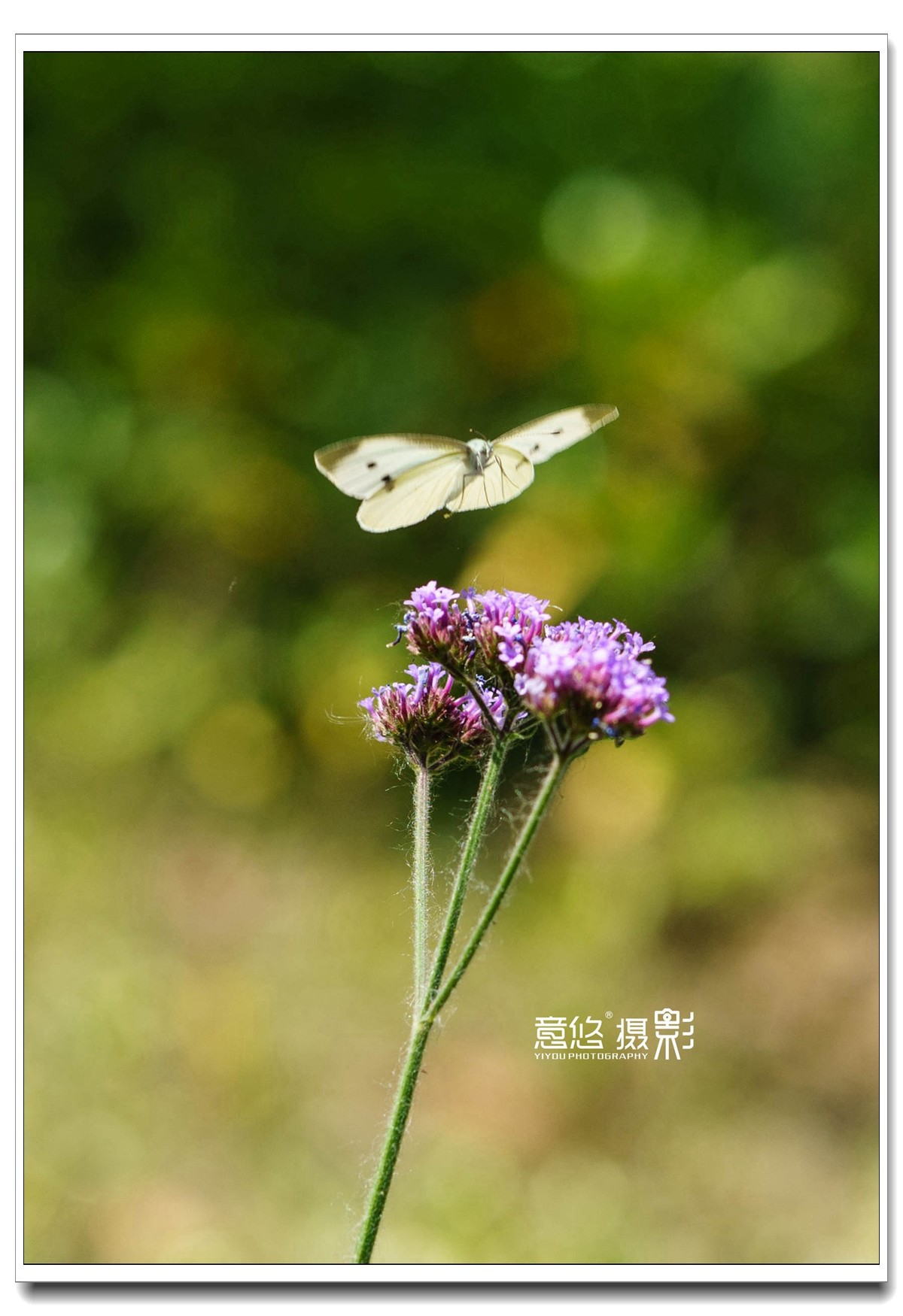 微距镜头下的蝴蝶世界