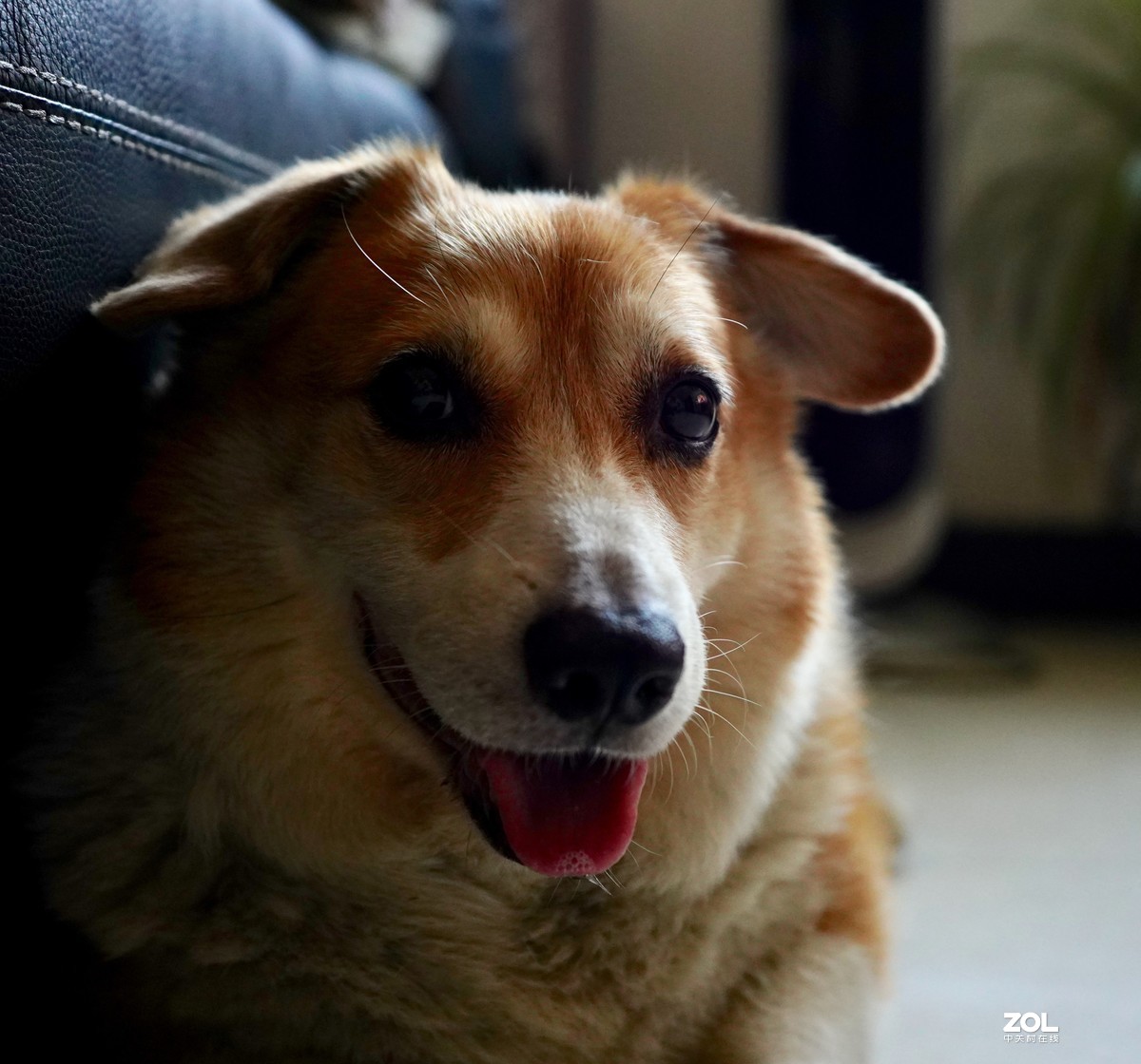 索尼A7M3升级后试拍动物眼部对焦模式