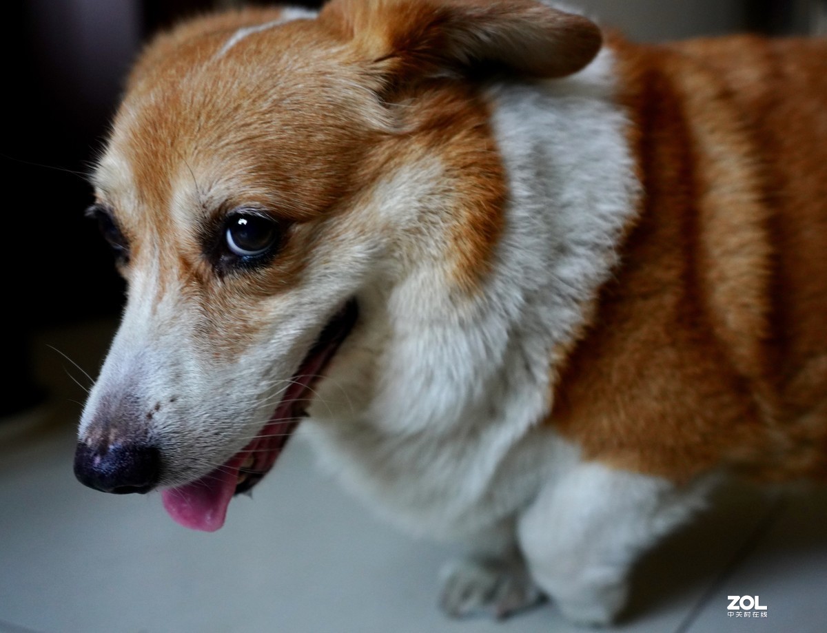 索尼A7M3升级后试拍动物眼部对焦模式