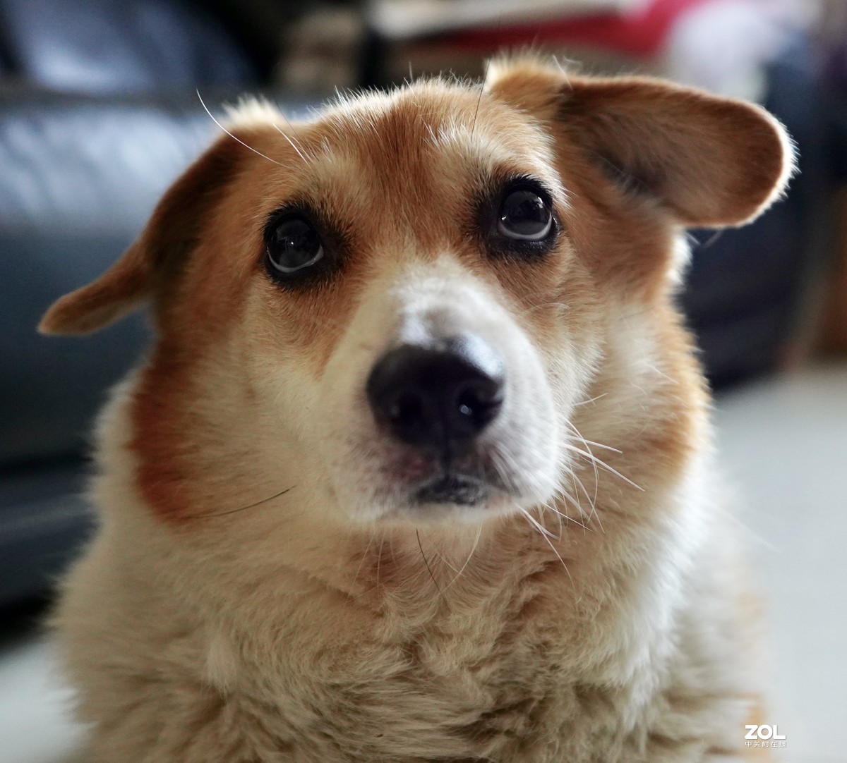 索尼A7M3升级后试拍动物眼部对焦模式