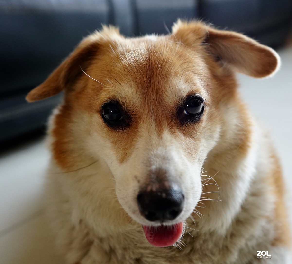 索尼A7M3升级后试拍动物眼部对焦模式