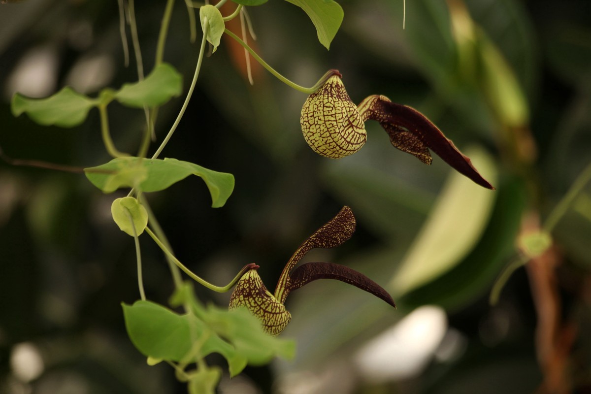 花卉中的奇花麻雀花