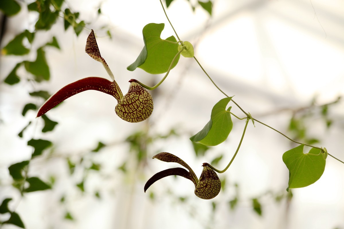 花卉中的奇花麻雀花