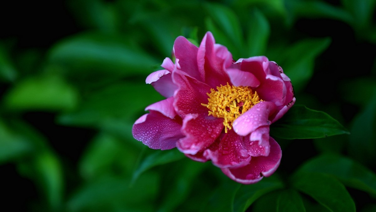 芍药花